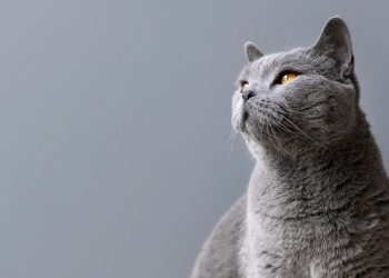 Cat ipsum dolor sit amet